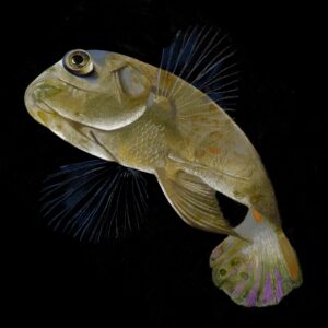 'Pesce giallo' illustrazione di Georgia De Angelis