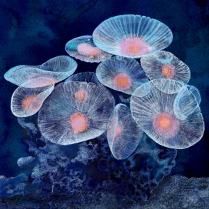 anemoni, illustrazione di Georgia De Angelis
